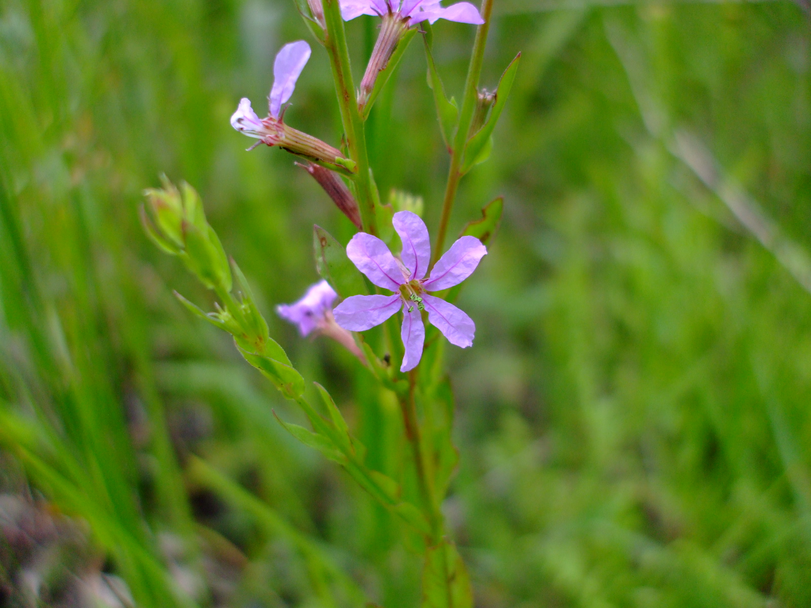 Lythrum alatum